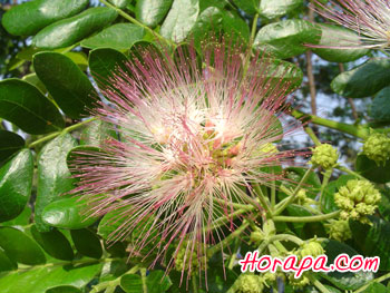 chamchulee.jpg chamchulee.jpg